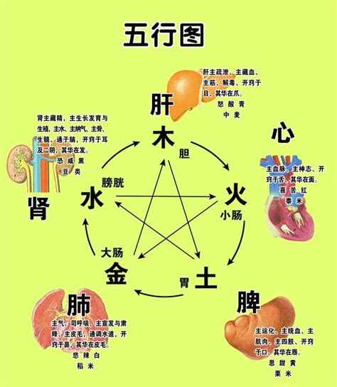 五藏六腑|人体五脏六腑器官分布图及功能关系